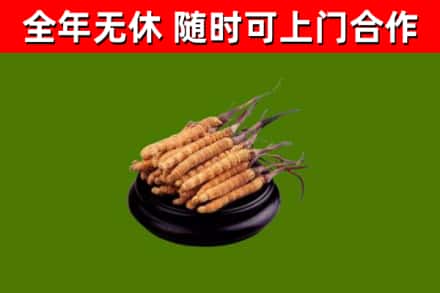 高县区回收散虫草