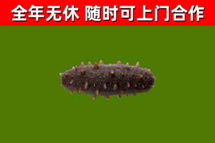 高县区回收海参干
